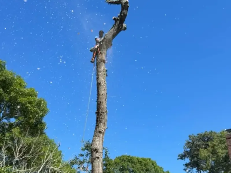 Climber removing a large tree in Cape Cod, MA