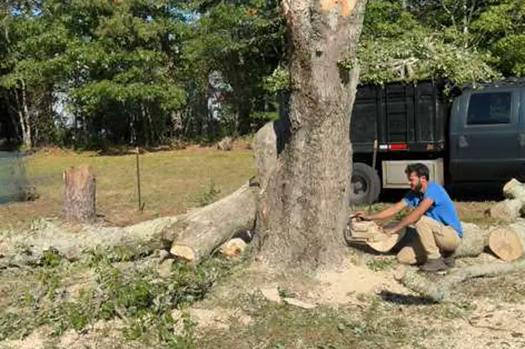 Large tree trunk cut down and ready for removal